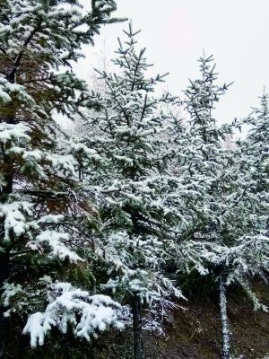 门头沟灵山飘雪游客惊喜 积雪已达2至3厘米