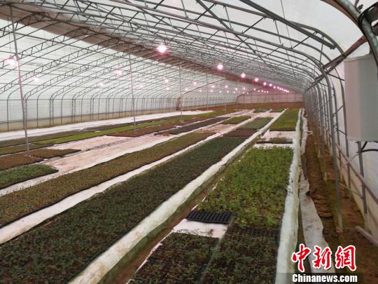 ҹɫ���٣�������Զ�������������־�� ��