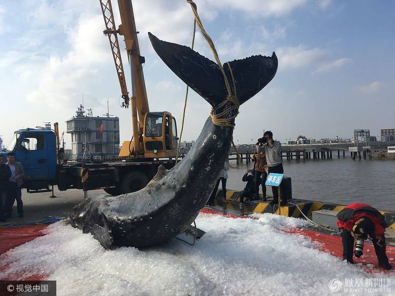 江苏：座头鲸三次搁浅三次被救，最终死亡