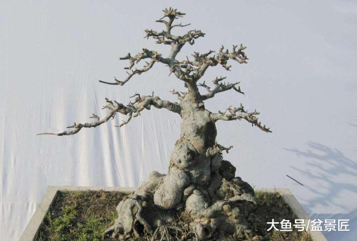辰, ֦Ҷï, ܼ, һͻ
