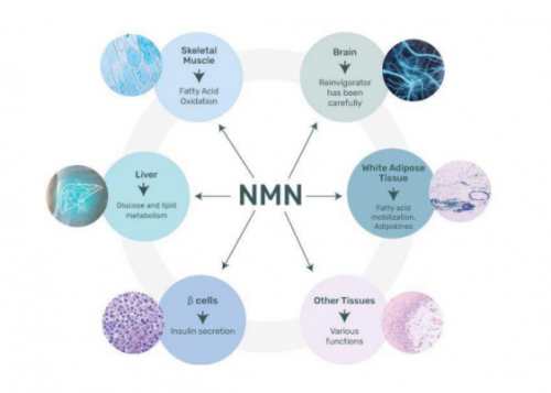 杉宝NMN上市被抢断货，健康抗衰受青睐